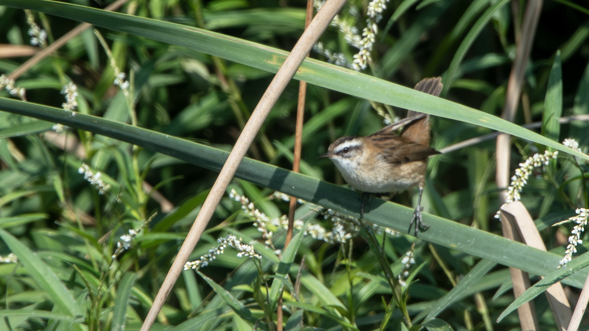Moustached Warbler